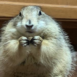 Meet your Posher, Linda